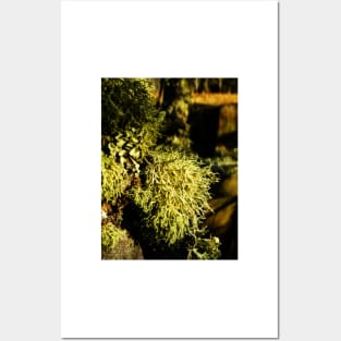 A Lichen Lunch Posters and Art